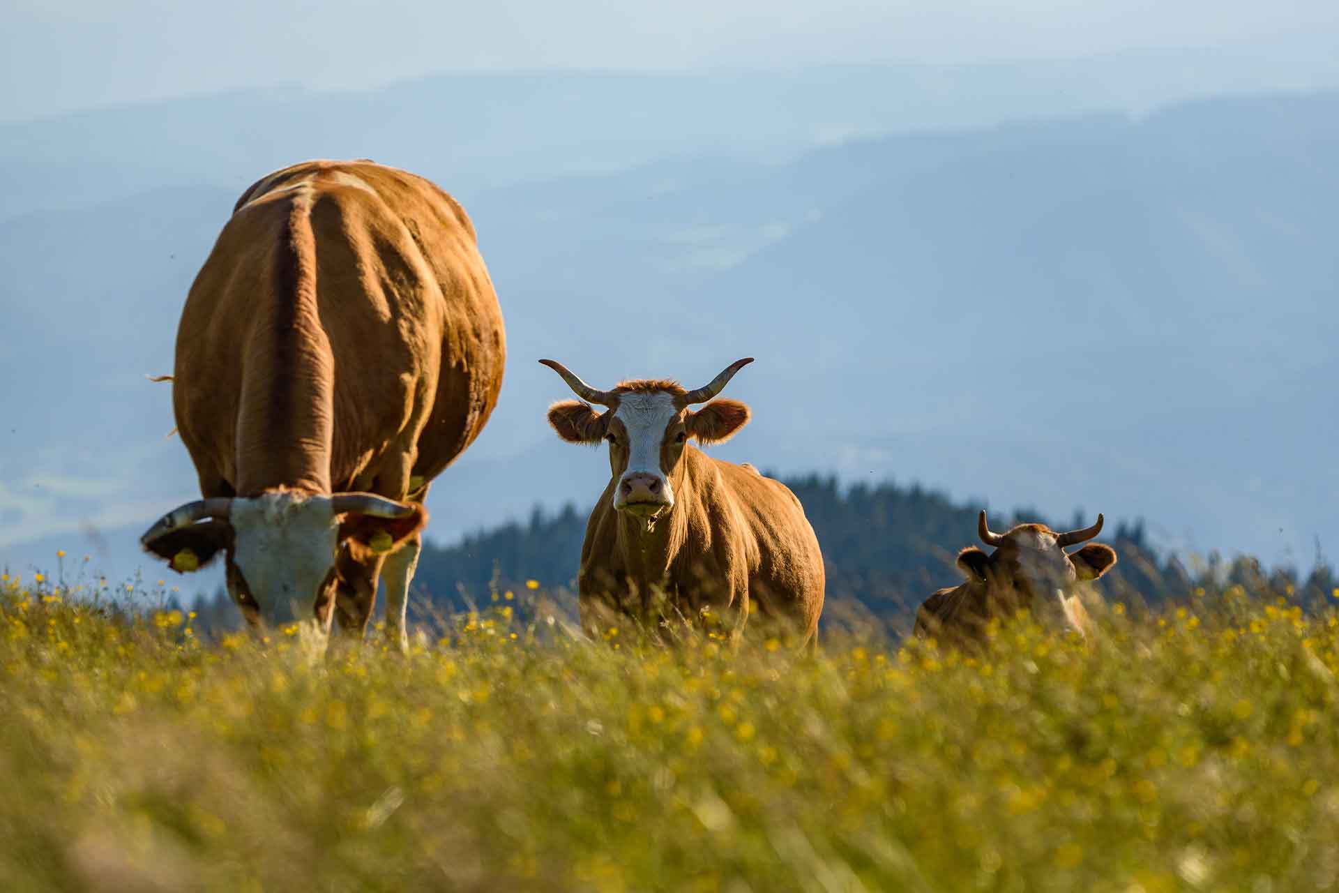 Weniger Verschwendung: KI minimiert Prognosefehler